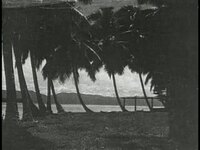 About Bananas